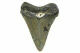 Juvenile Megalodon Tooth - North Carolina #354530-1